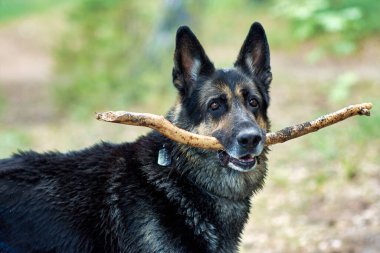 Doğu Avrupa çoban köpeğinin limanlı göl kıyısındaki eğitimi