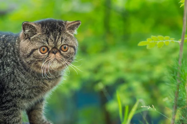 Un mignon chat tabby brun est assis exotiquement sur une grande pierre grise dans le parc un jour d'été. chaton persan a peur de voyager à l'extérieur — Photo