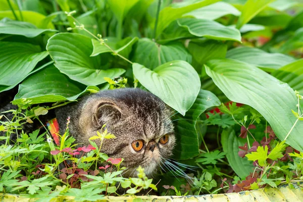 Cute brown striped cat exotic walks on a leash in the park on a summer day. Persian kitten on the green grass on a harness with a leash — Stock Photo, Image