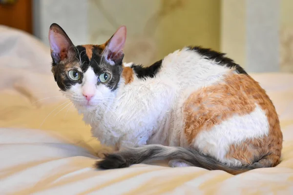 Adorable Curly Cat Ural Rex Sits Bed Looks Green Eyes — Stock Photo, Image