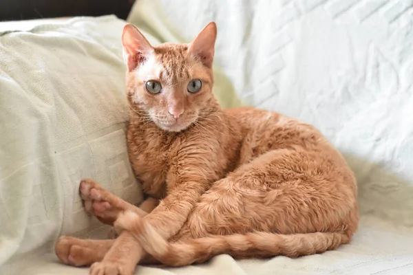 Adorable Curly Cat Ural Rex Sits Bed Looks Green Eyes — Stock Photo, Image