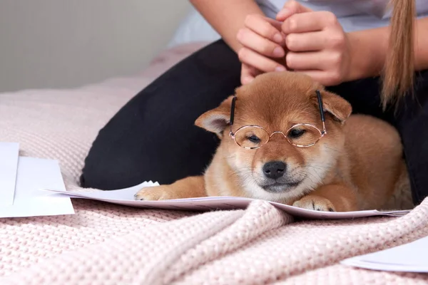 The man on the bed puts on a small puppy shiba inu toy glasses. — Stock Photo, Image