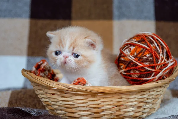エキゾチックな短い髪の品種のかわいい赤い子猫は、チェックされた背景にウィッカーバスケットに座っていて、糸の玉で遊んでいます — ストック写真