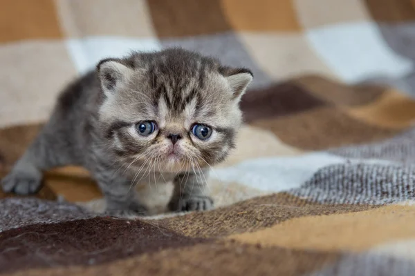 A beautiful kitten of the exotic shorthair breed lies on the brown background of the house. Color striped brown — Stock Photo, Image