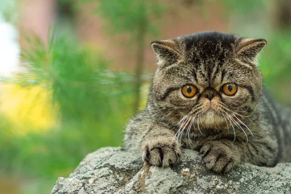 Un mignon chat tabby brun est assis exotiquement sur une grande pierre grise dans le parc un jour d'été. chaton persan a peur de voyager à l'extérieur — Photo