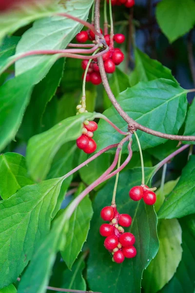 Vigne Chinoise Magnolia Schisandra Chinensis Citronnelle Aux Baies Ramifiées Concept — Photo