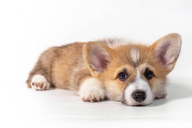 Büyüleyici üzgün köpek yavrusu Galli Corgi Pembroke yalan söylüyor ve kameraya bakıyor. beyaz arkaplanda izole edilmiş