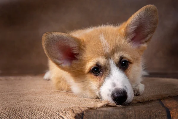 Charming puppy Welsh corgi Pembroke lies and looks at the camera on a dark background — Stock Photo, Image