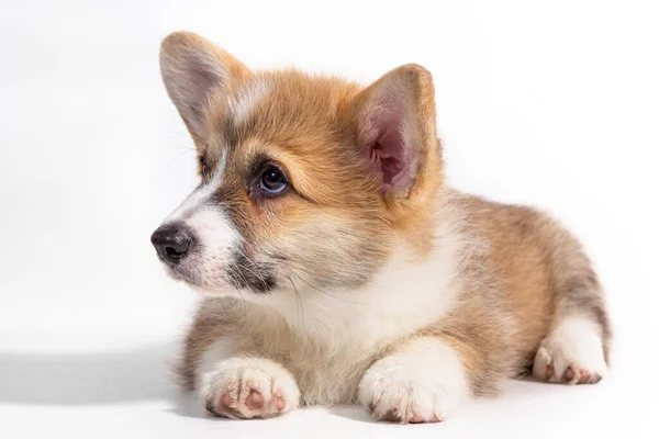 Pembroke Welsh Corgi cachorro sentado na frente. isolado em fundo branco. — Fotografia de Stock