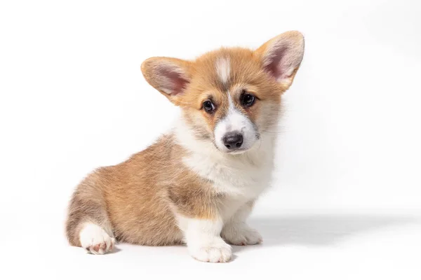 Pembroke walesisk Corgi valp sitter framför. isolerad på vit bakgrund — Stockfoto