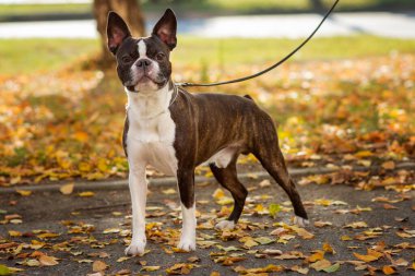 Boston Terrier köpeği dışarıda. Sonbaharda güzel kırmızı ve sarı parkta bir köpek..