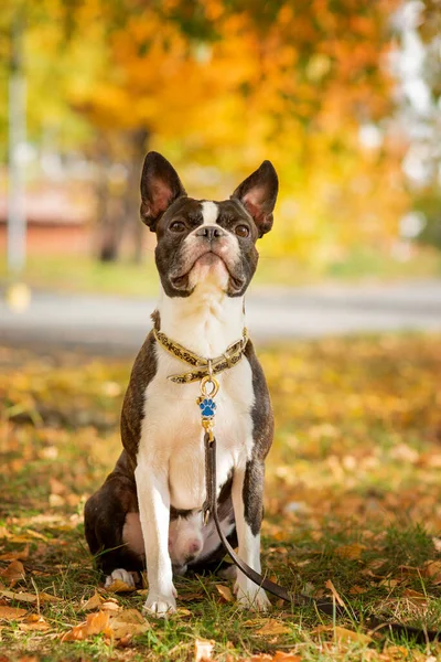 Boston terrier dog outside. Dog in beautiful red and yellow park in autumn outside.