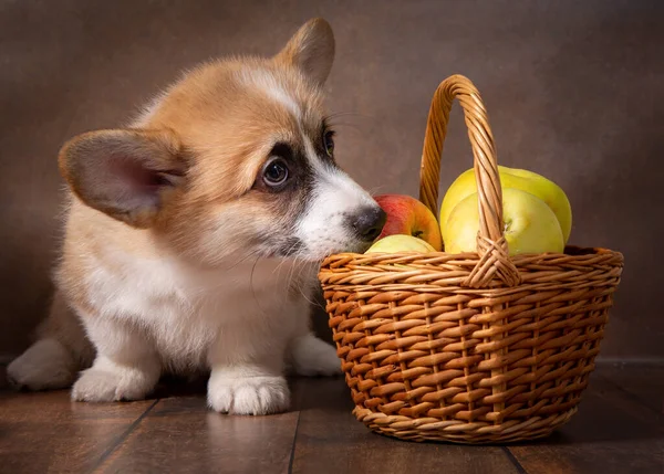 Charmante pup Welsh corgi Pembroke staat en kijkt naar een mand appels op een donkere achtergrond — Stockfoto