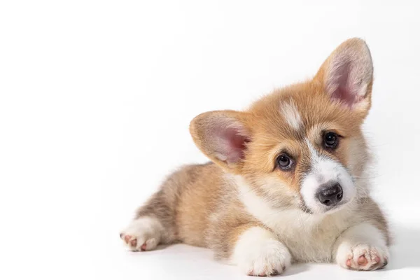 Charming sad puppy Welsh Corgi Pembroke lies and looks at the camera. isolated on a white background — Stock Photo, Image