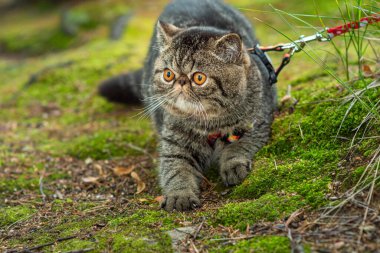 Şirin kahverengi çizgili kedi bir yaz günü parkta tasmayla gezer. Pers kedisi yeşil çimlerin üzerinde tasmalı bir koşum takımı açık havada