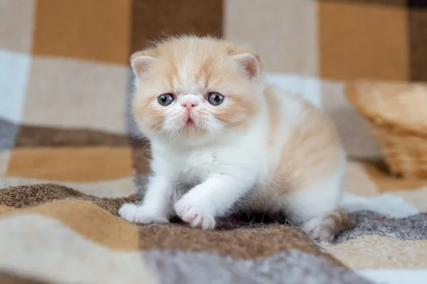 エキゾチックな短い髪の品種の美しい子猫は 家の茶色の背景にあります 白と色のクリーム ぼやけた焦点 — ストック写真