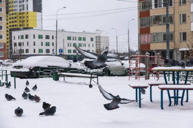 Kışın güvercinler karda oturur. Kuşlar soğuk ve açtı..