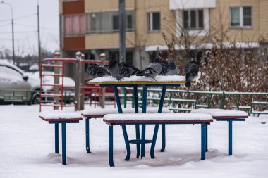 Kışın güvercinler karda oturur. Kuşlar soğuk ve açtı..