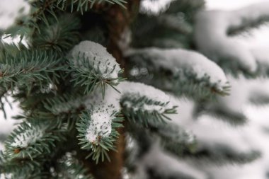 Noel ağacının dalları karla kaplı..