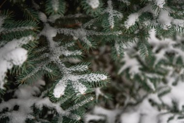 Noel ağacının dalları karla kaplı..