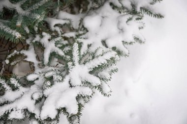 Noel ağacının dalları karla kaplı..