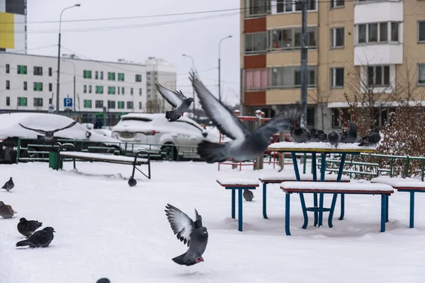 Kışın güvercinler karda oturur. Kuşlar soğuk ve açtı..