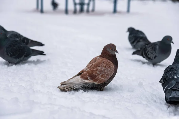 Зимой Голуби Сидят Снегу Птицы Холодные Голодные — стоковое фото