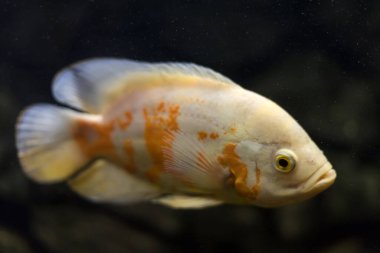 stronotus cichlid ya da Oscar. Amazon havzasındaki balıklar. Hobi olarak akvaryumlar. Astronotus beyaz brindle. Koyu arkaplanda akvaryum balığı.