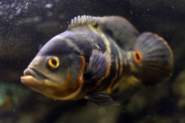 stronotus cichlid ya da Oscar. Amazon havzasındaki balıklar. Hobi olarak akvaryumlar. Astronotus beyaz brindle. Koyu arkaplanda akvaryum balığı.