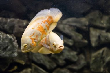 stronotus cichlid ya da Oscar. Amazon havzasındaki balıklar. Hobi olarak akvaryumlar. Astronotus beyaz brindle. Koyu arkaplanda akvaryum balığı.