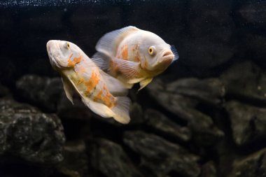 Oscar balığı, astronotus ocellatus. Akvaryumdaki tropik tatlı su balığı. Kaplan Oscar 'ı, kadife cichlid.Güney Amerika' daki Cichlid ailesinden balıklar, akvaryumdaki en popüler cichlids hobisi.