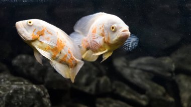 stronotus cichlid ya da Oscar. Amazon havzasındaki balıklar. Hobi olarak akvaryumlar. Astronotus beyaz brindle. Koyu arkaplanda akvaryum balığı.