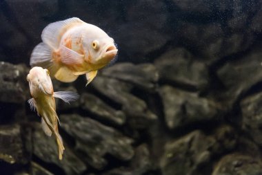Oscar balığı, astronotus ocellatus. Akvaryumdaki tropik tatlı su balığı. Kaplan Oscar 'ı, kadife cichlid.Güney Amerika' daki Cichlid ailesinden balıklar, akvaryumdaki en popüler cichlids hobisi.