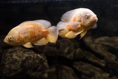 Oscar balığı, astronotus ocellatus. Akvaryumdaki tropik tatlı su balığı. Kaplan Oscar 'ı, kadife cichlid.Güney Amerika' daki Cichlid ailesinden balıklar, akvaryumdaki en popüler cichlids hobisi.