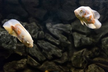 Oscar balığı, astronotus ocellatus. Akvaryumdaki tropik tatlı su balığı. Kaplan Oscar 'ı, kadife cichlid.Güney Amerika' daki Cichlid ailesinden balıklar, akvaryumdaki en popüler cichlids hobisi.