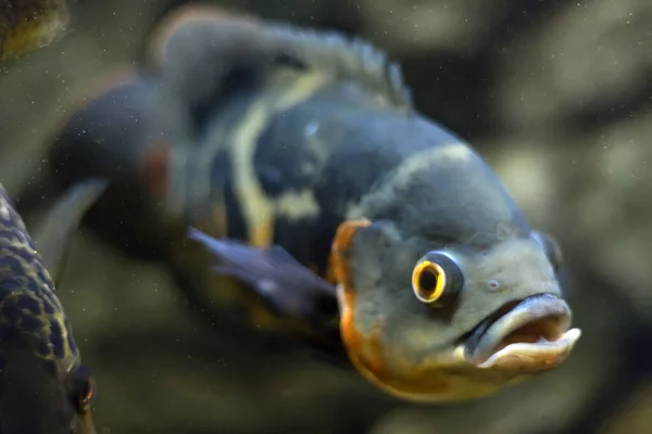 스트라우스 오스카 아마존 유역의 물고기입니다 취미는 물병자리이다 아스트롤 브린들 어두운 — 스톡 사진