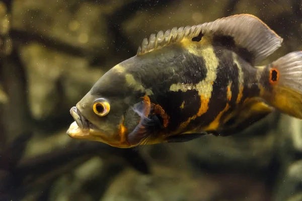 Stronotus Cichlid Oscar Fish Amazon Basin Aquariums Hobby Astronotus Brindle — Stock Photo, Image