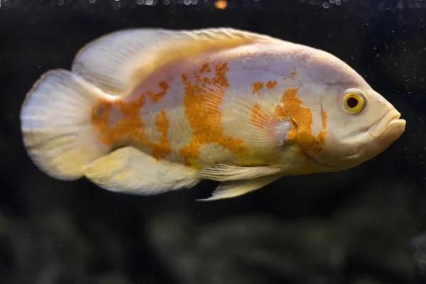 Stronotus Cichlid Oscar Fish Amazon Basin Aquariums Hobby Astronotus Brindle — Stock Photo, Image