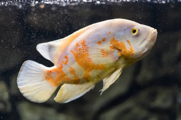 Stronotus Cichlid Oscar Fish Amazon Basin Aquariums Hobby Astronotus Brindle — Stock Photo, Image