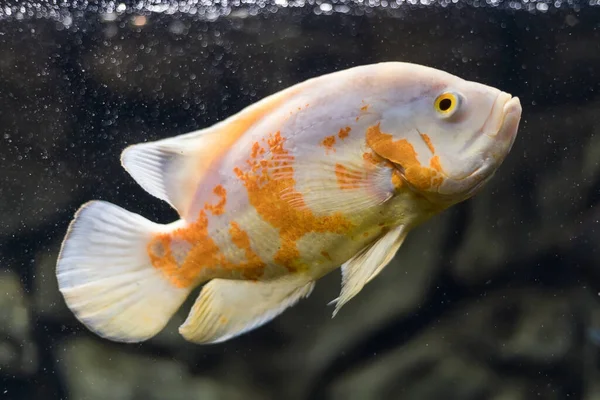 Stronotus Cichlide Een Oscar Vissen Uit Het Amazonebekken Aquaria Als — Stockfoto