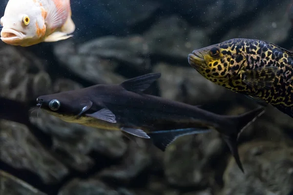 Managuense Cichlid Veya Jaguar Parachromis Managuensis Akvaryumda Büyük Çiklitler — Stok fotoğraf