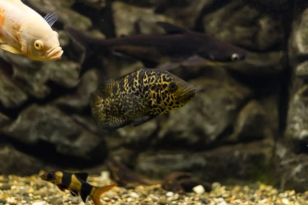 Managuense Cichlid Jaguar Parachromis Managuensis Large Cichlids Aquarium — Stock Photo, Image