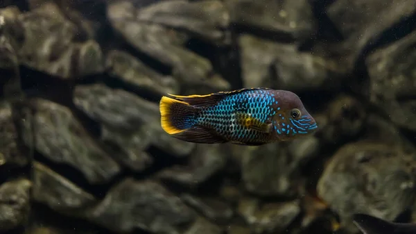 Cara Acara Turquesa Aquário — Fotografia de Stock