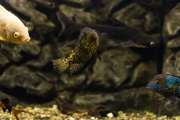 Managuense Cichlid Veya Jaguar Parachromis Managuensis Akvaryumda Büyük Çiklitler — Stok fotoğraf