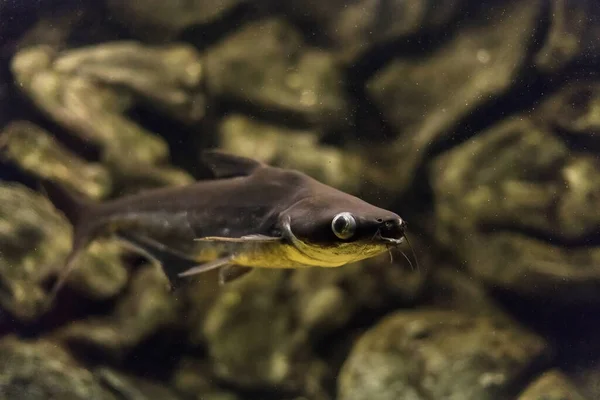 줄무늬 무지개 Pangasianodon Hypophthalmus 이름이 Swai Pangasius 불리는 먹이를 — 스톡 사진