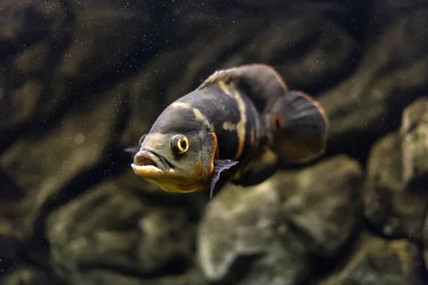 스트라우스 오스카 아마존 유역의 물고기입니다 취미는 물병자리이다 아스트롤 브린들 어두운 — 스톡 사진