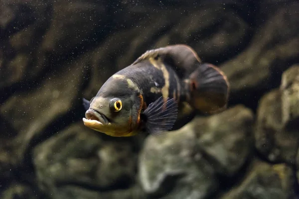 Stronotus Cichlid Oscar Fish Amazon Basin Aquariums Hobby Astronotus Brindle — Stock Photo, Image