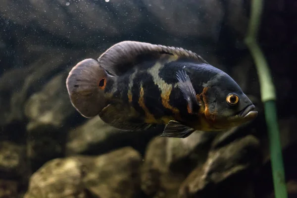 Stronotus Cichlid Oscar Fish Amazon Basin Aquariums Hobby Astronotus Brindle — Stock Photo, Image