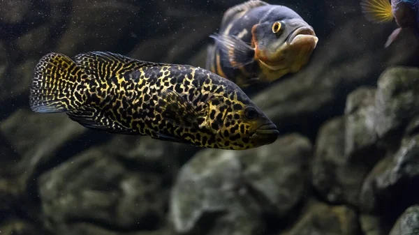 Managuense Cichlid Jaguar Parachromis Managuensis 수족관에 어금니 — 스톡 사진