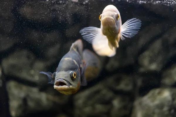 Oscar Vis Astronotus Ocellatus Tropische Zoetwatervissen Het Aquarium Tijgeroscar Fluwelen — Stockfoto